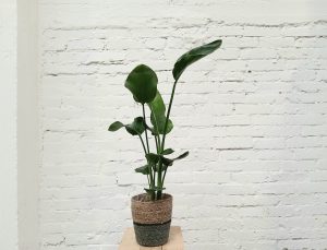 Strelizia on helppohoitoinen ja näyttävä huonekasvi.