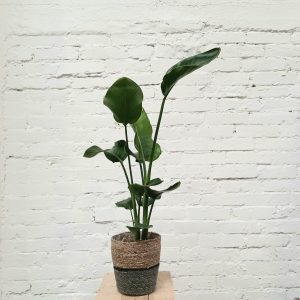 Strelizia on helppohoitoinen ja näyttävä huonekasvi.