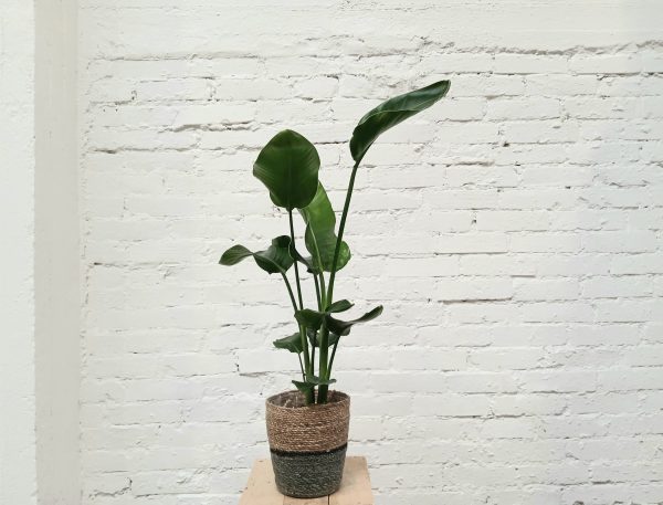 Strelizia on helppohoitoinen ja näyttävä huonekasvi.