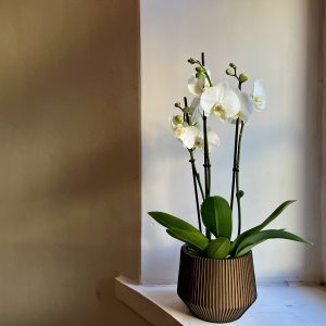 Phalaenopsis orkidea Orkidea - valkoinen perhoskämmekkä