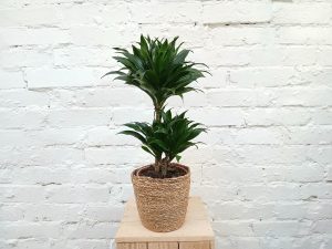 Dracaena fragfrans 'Compacta'